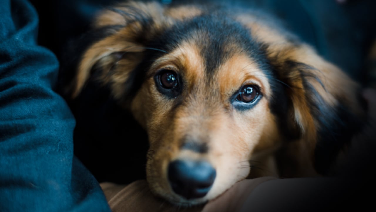 dog-breeder_45
