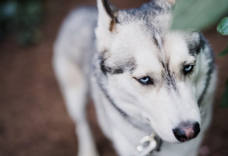 dog-breeder_46