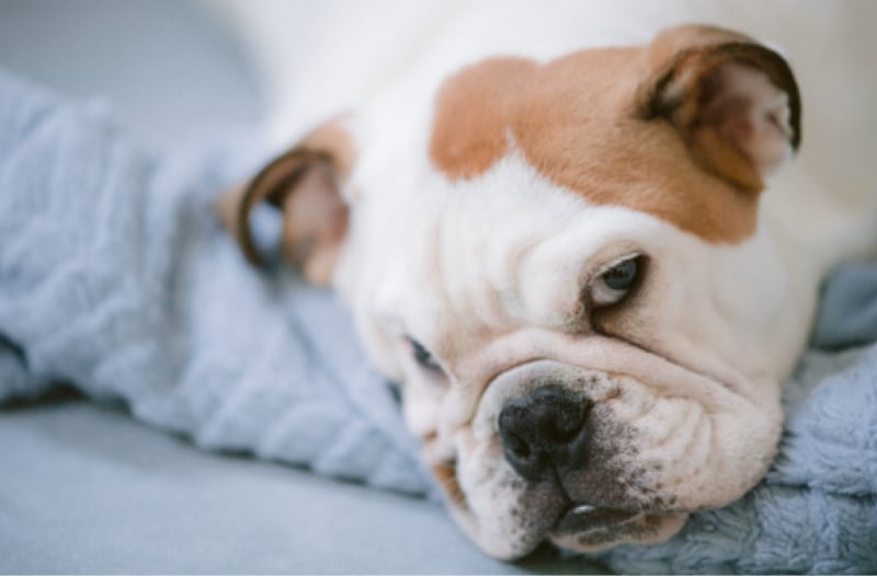 dog-breeder_47