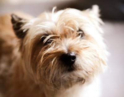 dog-breeder_48