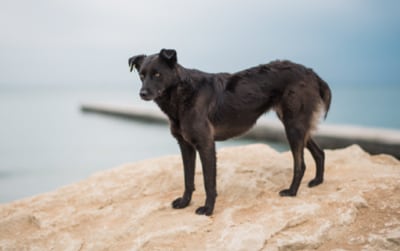 dog-breeder_49